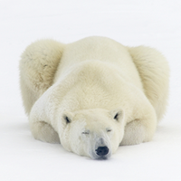 眾測君帶你免費去北極——費用全包還能和北極熊拍照