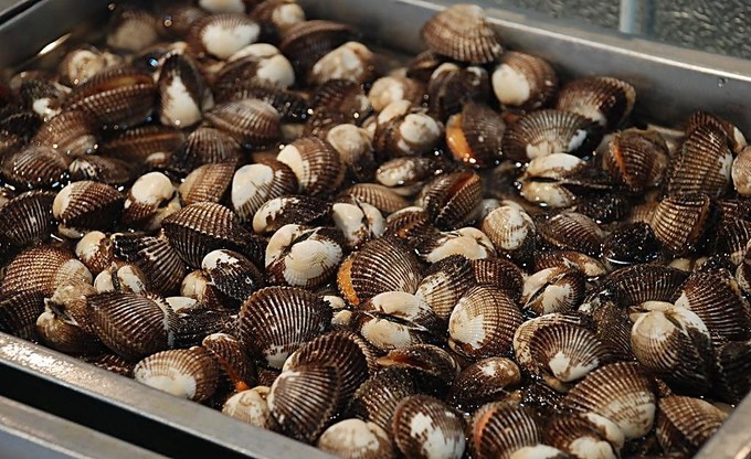 25种贝壳类海鲜盘点