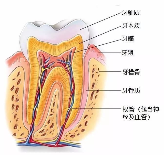 牙齿的颜色由最外侧的牙釉质和牙釉质内层的牙本质决定.