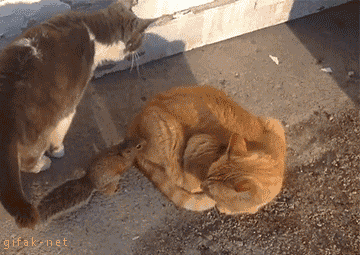 猫到底能蠢到什么程度,笑哭!