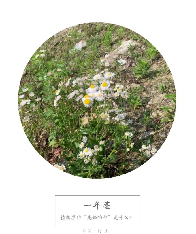 野地里还少不了野生的草.