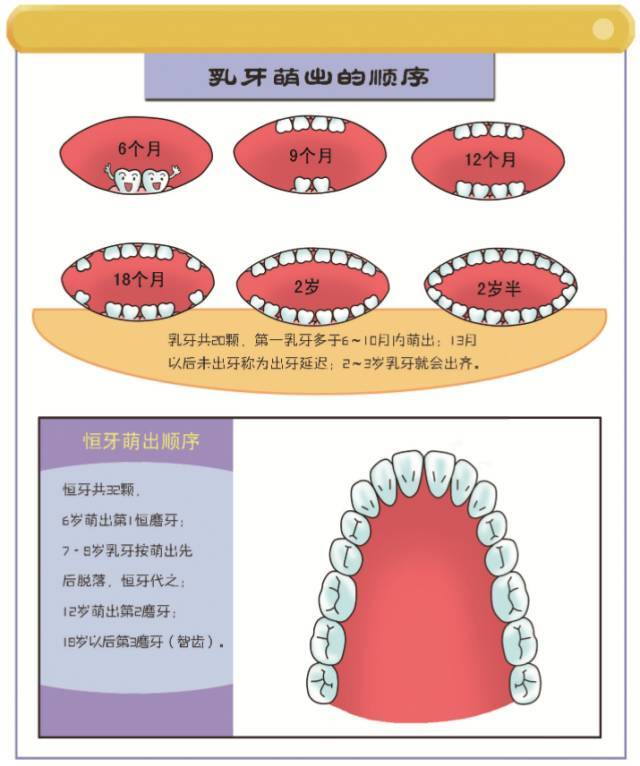 扩展到牙根周围,如此一来炎症和感染就会 影响乳牙下方的恒牙胚发育