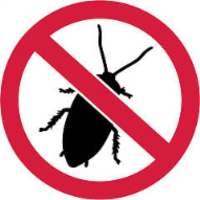 当家中出现一只蟑螂的时候，家里可能已经有100只蟑螂了！？