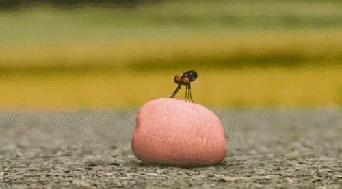 萌宝启蒙玩具 篇一:给大家评测适合宝宝的启蒙认知布卡片