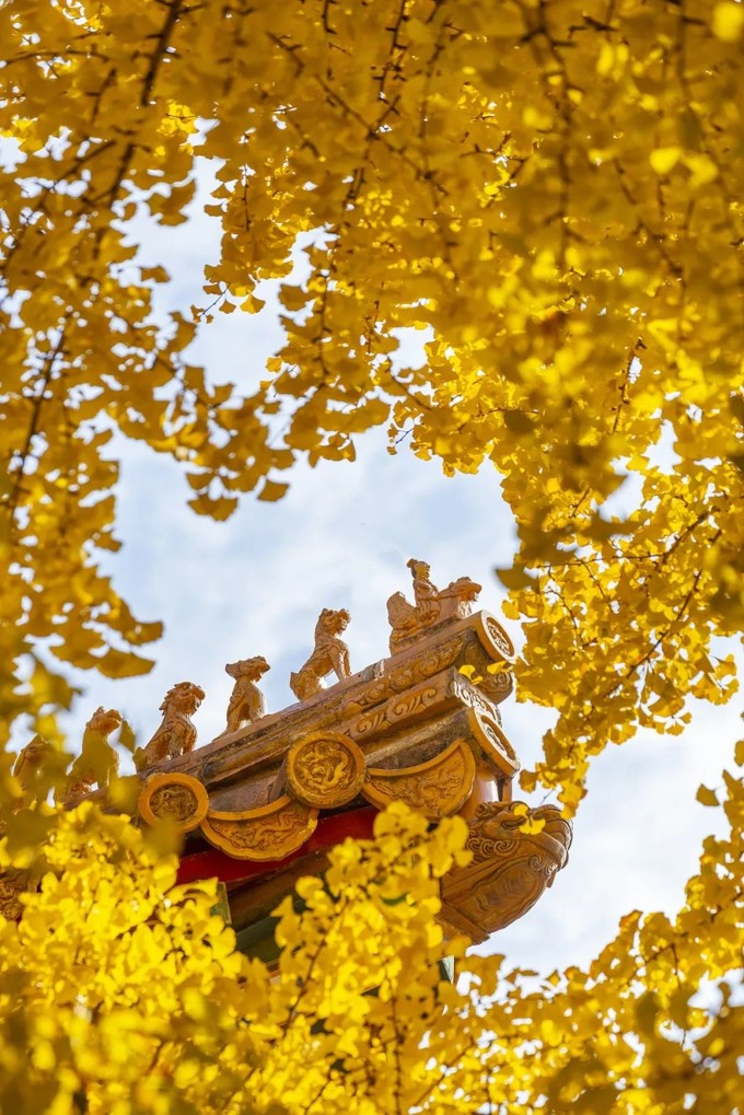 一入秋,故宫便成了紫禁城,蓝天红墙黄瓦银杏叶,凑成最古典的秋景.