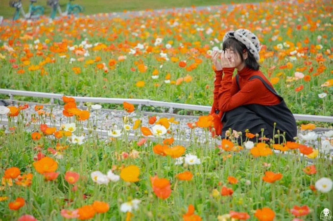 广州春季花海大爆发!zui美花期来了,随手一拍都是油画