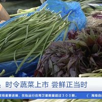 上海香椿賣到90元一斤