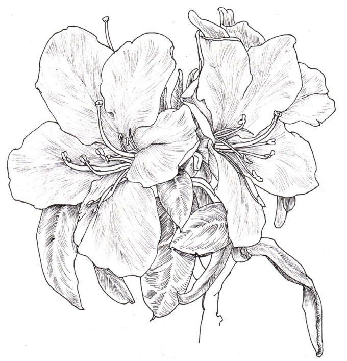 春天了快来画张简单又好看的花卉线描画