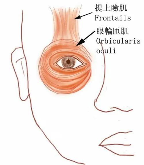 正常的闭眼过程是闭睑肌(包括眼轮匝肌,皱眉肌和降眉肌)和开睑肌(提上