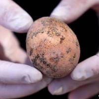 以色列考古學家發現一枚千年雞蛋