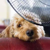 大夏天30℃+啦，遛狗你全副武装，但狗狗中暑知多少？