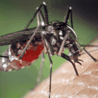 终极驱蚊方案！10款驱蚊产品盘点，4种有效驱蚊成分分析，让蚊子有多远飞多远！