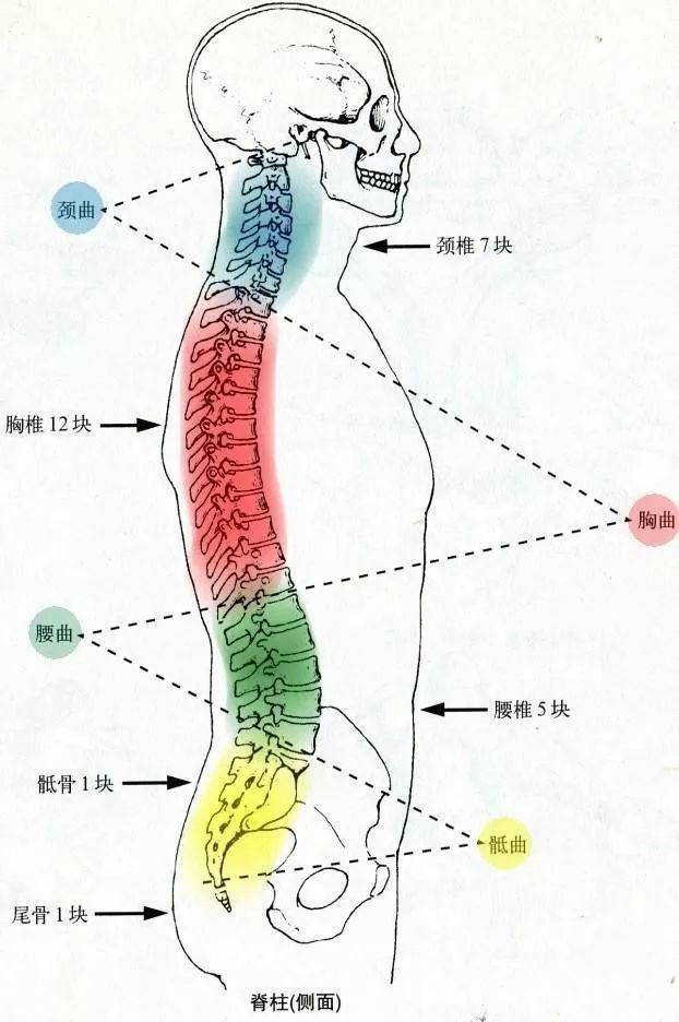 我们的脊柱就像人体的大型弹簧,共有四个生理曲度:颈曲,胸曲,腰曲和骶
