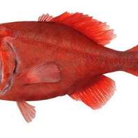 日料测评 篇六：橘棘鲷，来自海洋的长寿鱼