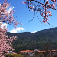 常旅客 篇八十八：【桃花流水窅然去，别有天地非人间】，桃花节的西藏林芝工布庄园希尔顿酒店入住体验