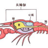 小龍蝦解剖構造圖，看完你就不會亂吃了
