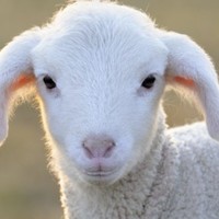 羊肉独特的膻味要怎么吃？