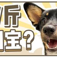 京東京造-全價無谷犬糧測評，12元/斤到底值不值？
