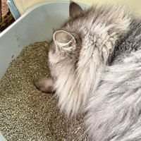 测评 篇五十九：亲测！一心猫砂怎么样，值得购买吗？