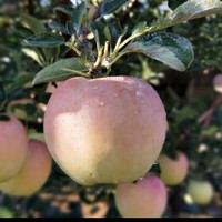 美食分享 篇八十一：618种草大连王林雀斑美人丑苹果