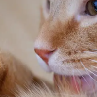 猫猫疾病 篇一：你知道猫传腹是什么原因导致的吗？
