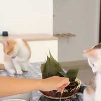 养猫咪必备好物推荐给大家