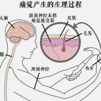 螃蟹会不会觉得痛？大闸蟹大分享