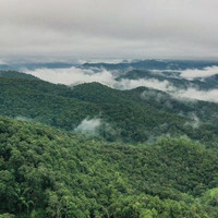 全球首个茶主题世界文化遗产——中国“普洱景迈山古茶林文化景观”