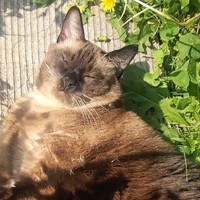 晒太阳，猫的最佳健康伙伴，你晒了吗？杜绝猫藓！
