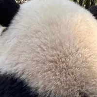 游玩 篇三十五：都在晒猫晒熊猫算吗？
