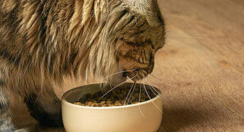 猫主食罐头哪家好？最受欢迎的猫主食罐头Top5推荐！
