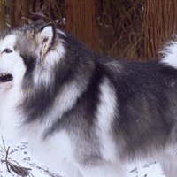 雪橇犬：冰雪中的忠诚伙伴，揭开它们的神秘面纱！