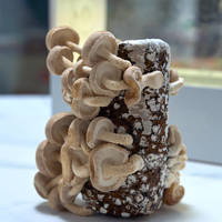 寓教于乐纵享美味，客人见到一顿夸的超级菇菇——菌菇生态箱