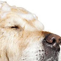 大狗狗专用的沐浴露分享，天然精华易冲洗。