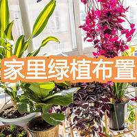 室内绿植花卉这样搭配最Nice，从基础到各个季节空间布置，两篇文章说清楚（1）