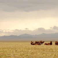朝鮮旅游開了！內蒙古80家A級旅游景區全年免門票