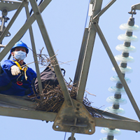 春季电网鸟害频发，鸟类为什么爱在输电线路筑巢？