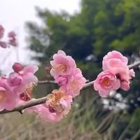 福州西湖公园：探寻古色古香的秘密花园！