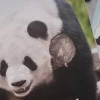 读书笔记 篇十：《熊猫萌兰》：“西直门三太子“秘史