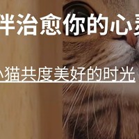 《小猫陪伴，治愈你的心灵》