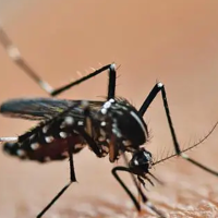 室内最有效的驱蚊方法有哪些？