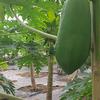 冰川王香蕉 篇五：在北方也能親手摘木瓜，不信看看冰川王木瓜