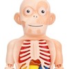 星優趣兒童啟智科教 人體器官模型 DIY組裝早教認知STEAM醫學模型玩具  人體模型器官