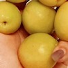 正宗新疆小白杏：新鮮直發的美味體驗