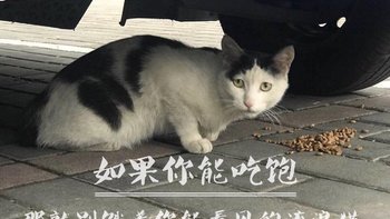 流浪猫 篇一：点滴积累，收集值友们的爱心，这个冬天你们不会饿肚子了