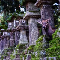 红叶季日本关西九日（大阪／奈良／京都／城崎温泉） 篇二：这里的主角是萌萌哒鹿！—奈良喂鹿