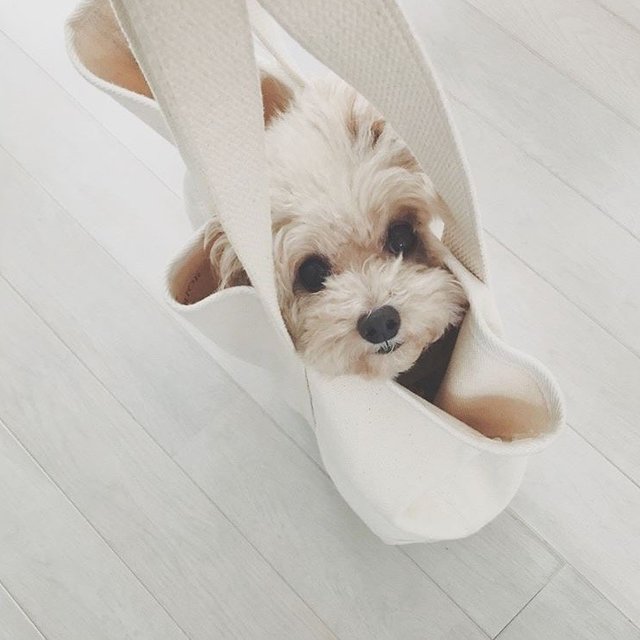 #原创新人#贵宾饲养指南来了，各位小哥哥小姐姐看过来哟