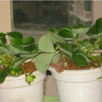 我的阳台水培计划 篇三：我的阳台—草莓