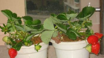 我的阳台水培计划 篇三：我的阳台—草莓 