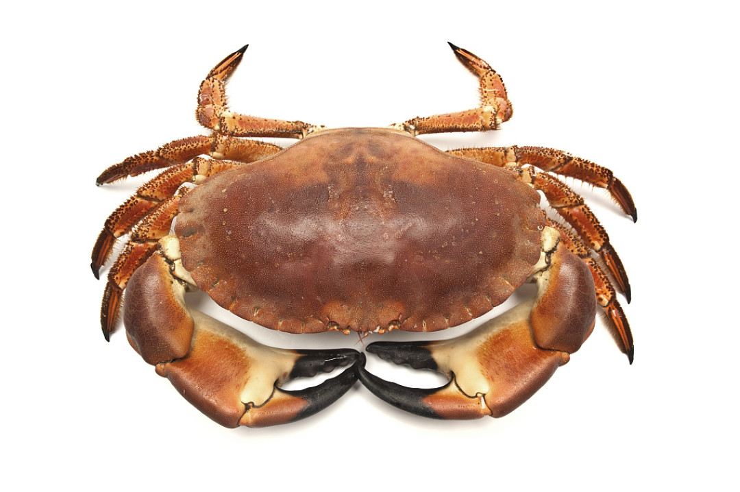 冷冻海蟹一定比鲜食差? 线上海蟹种类盘点
